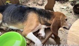 内娱狗崽最新爆料视频,内娱明星隐私大揭秘